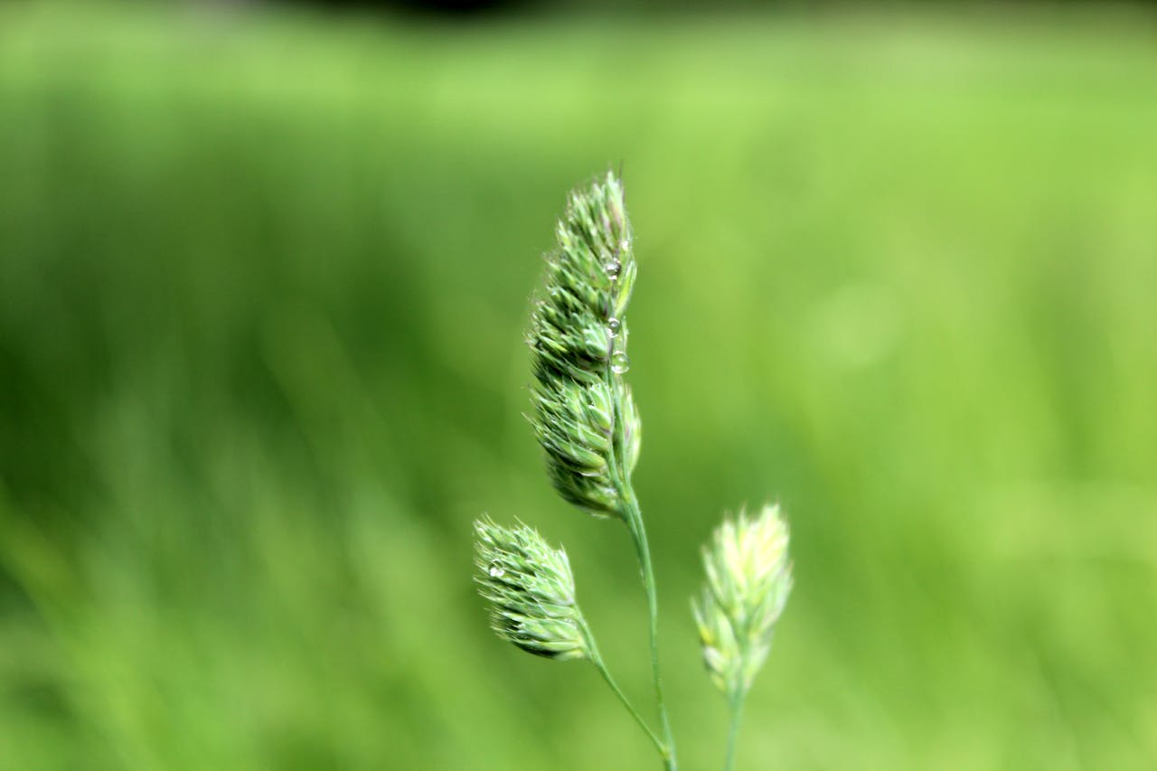 Macro photograph of grass seed heads with dewdrops in vibrant green field.